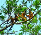 Squirrel Monkeys Pose